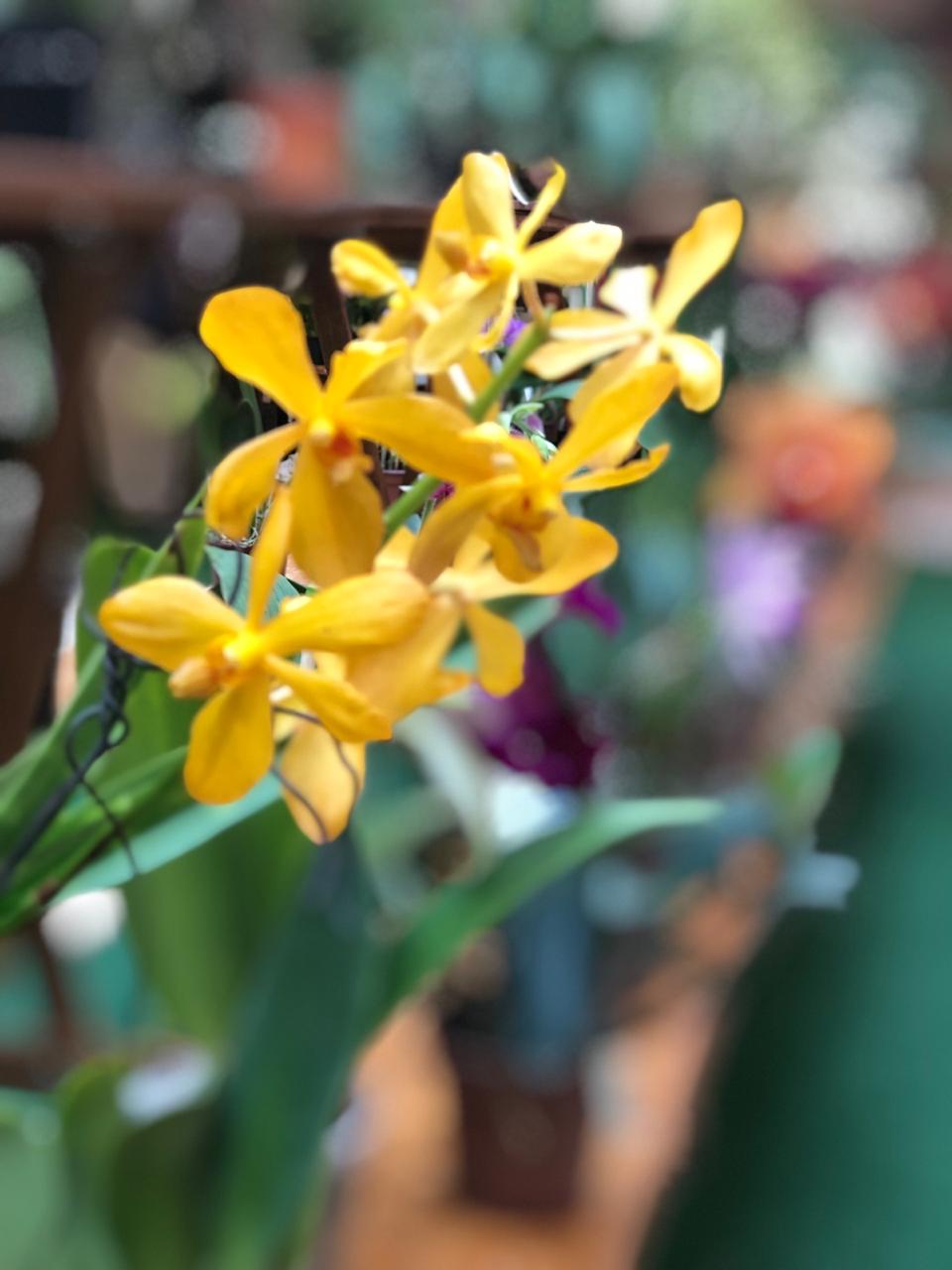 Exposição de Orquídeas leva vida e cores ao CenterVale Shopping