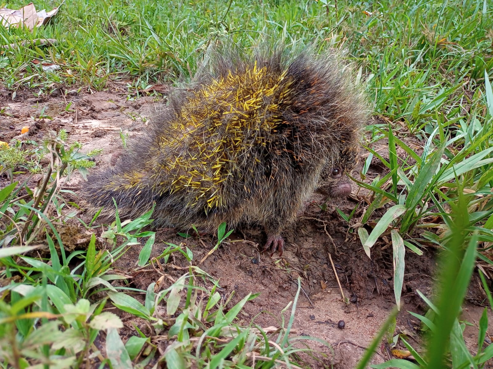 Porco-espinho resgatado por equipe da CCR NovaDutra é devolvido ao habitat natural