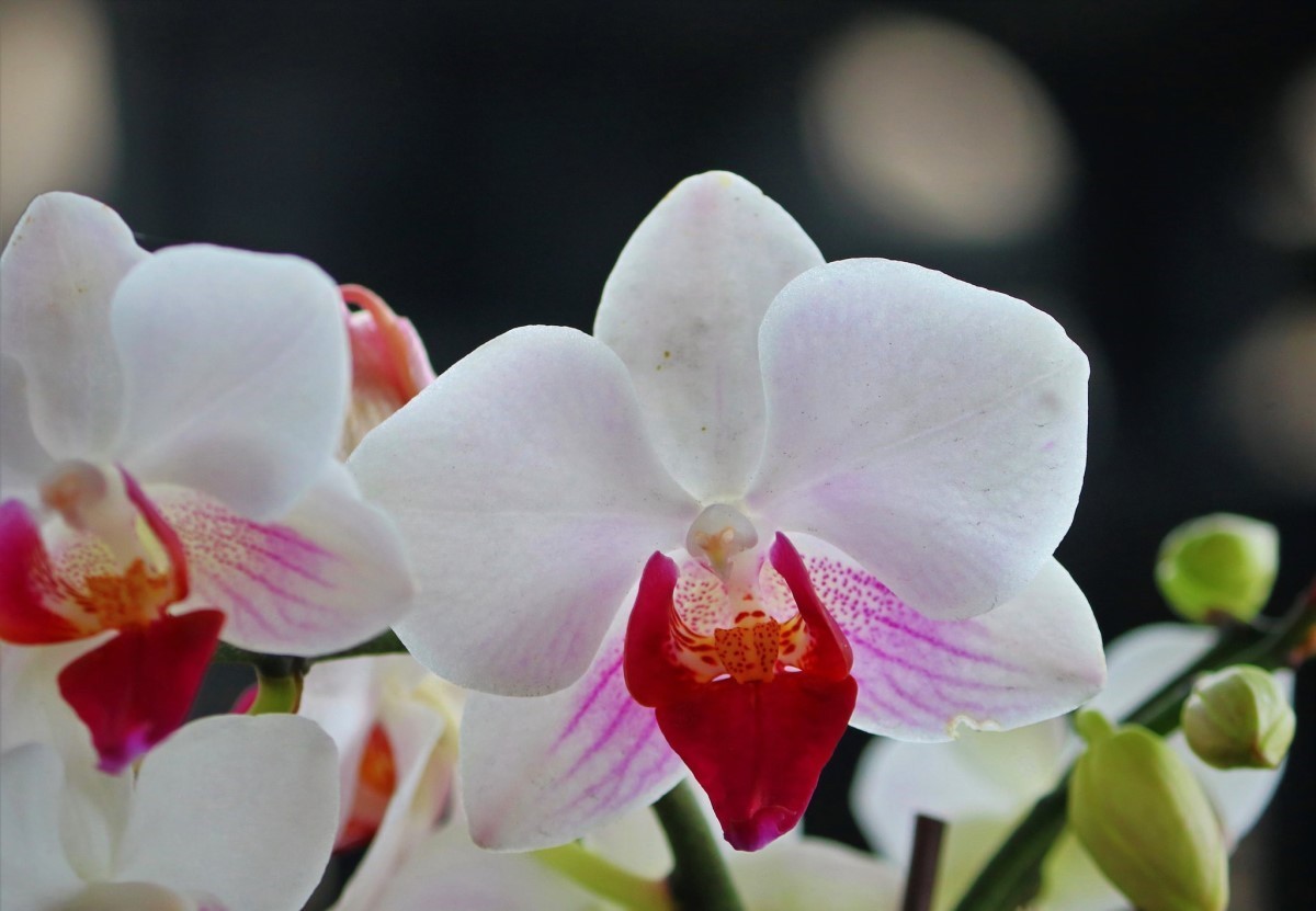 Colinas Shopping recebe Feira de Orquídeas e Suculentas