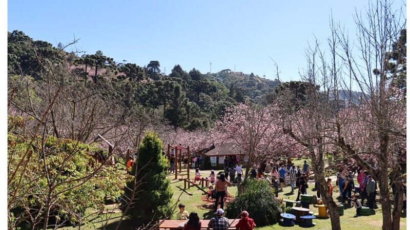 ABERTA AO PÚBLICO: Vem aí a “1ª Festeja Campos”, neste final de semana, no Parque da Cerejeira de Campos do Jordão