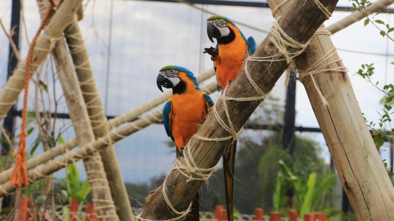 Refúgio das Aves do Parque Três Pescadores em Aparecida acolhe animais resgatados de maus tratos e tráfico