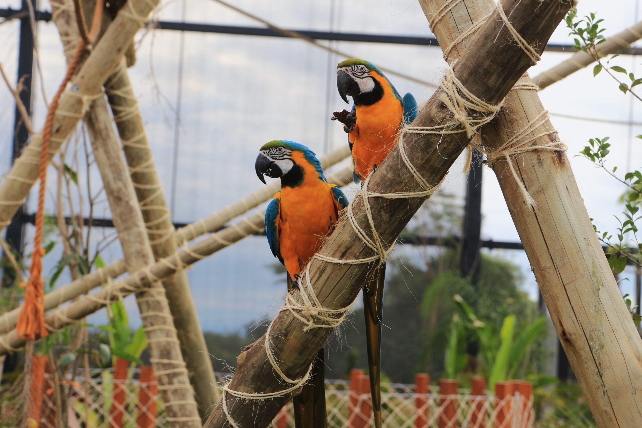 Refúgio das Aves do Parque Três Pescadores em Aparecida acolhe animais resgatados de maus tratos e tráfico